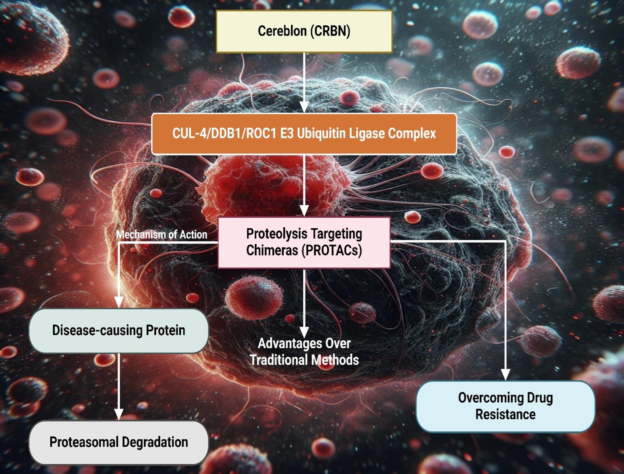 CRBN-PROTACs in Cancer Therapy: From Mechanistic Insights to Clinical Applications