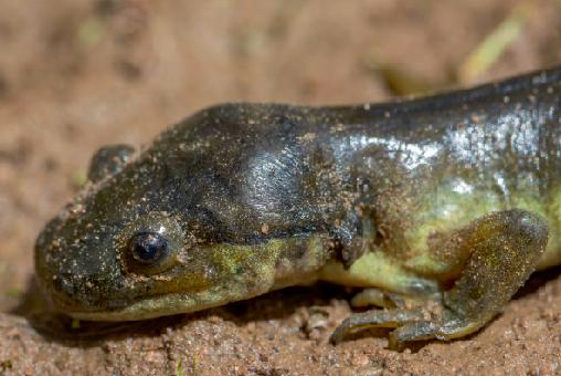 Climate defines salamander adult form