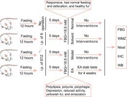 Electroacupuncture improves learning and memory deficits in diabetic encephalopathy rats by regulating the Nrf2/HO-1 pathway