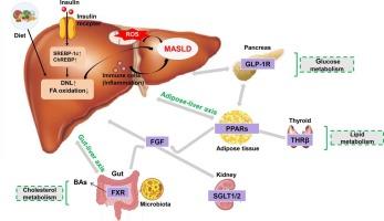 Metabolic disorders, inter-organ crosstalk, and inflammation in the progression of metabolic dysfunction-associated steatotic liver disease