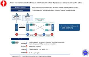 Airway proteomics reveals broad residual anti-inflammatory effects of prednisolone in mepolizumab-treated asthma