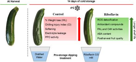 Riboflavin improves postharvest cold tolerance in zucchini fruit inducing non-enzymatic antioxidant response and phenolic metabolism