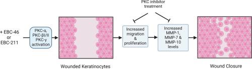 Epoxytiglianes induce keratinocyte wound healing responses via classical protein kinase C activation to promote skin re-epithelialization