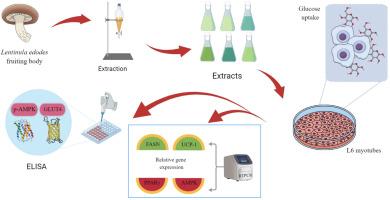 In-vitro modulation of glucose and lipid metabolism by Lentinula edodes extracts in obesity and type 2 diabetes models