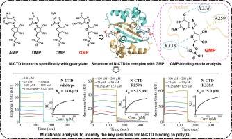 Structural basis of the C-terminal domain of SARS-CoV-2 N protein in complex with GMP reveals critical residues for RNA interaction