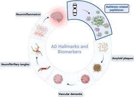 Kallikrein-related peptidase's significance in Alzheimer's disease pathogenesis: A comprehensive survey