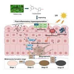 Oxyresveratrol from mulberry (Morus alba L.) ameliorates post-inflammatory hyperpigmentation in vitro by anti-melanogenesis, inhibiting melanosome transfer, and providing photoprotection