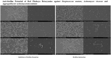 Anti-biofilm potential of red pitahaya betacyanins against Streptococcus mutans, Actinomyces viscosus and Aggregatibacter actinomycetemcomitans