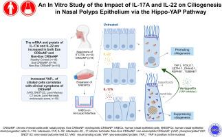 An in vitro study of the impact of IL-17A and IL-22 on ciliogenesis in nasal polyps epithelium via the Hippo-YAP pathway