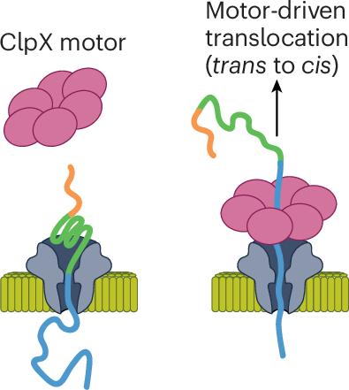 Multi-pass nanopore for single-molecule protein sequencing