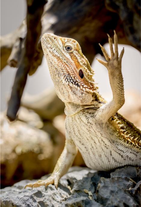 The bearded dragon Pogona vitticeps