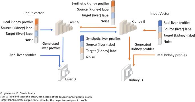 Bridging organ transcriptomics for advancing multiple organ toxicity assessment with a generative AI approach