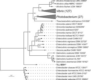 Parasalinivibrio latis gen. nov., sp. nov., isolated from the distal gut of healthy farmed Asian Seabass (Lates calcarifer)