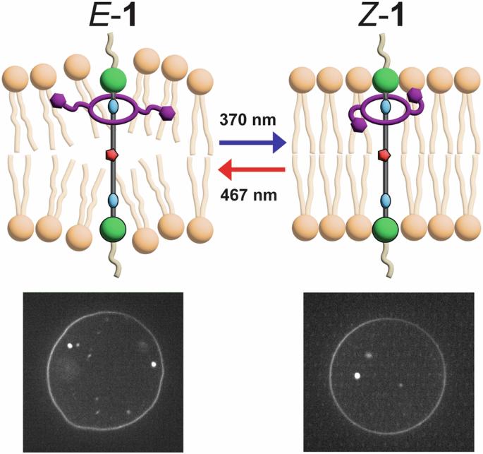 Rotaxanes with a photoresponsive macrocycle modulate the lipid bilayers of large and giant unilamellar vesicles