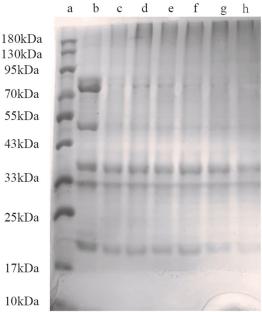 Effect of different polysaccharide glycosylation on the structural properties of black bean 7S globulin