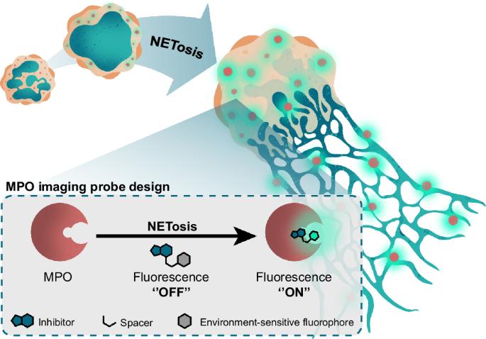 Environment-sensitive turn-on fluorescent probe enables live cell imaging of myeloperoxidase activity during NETosis