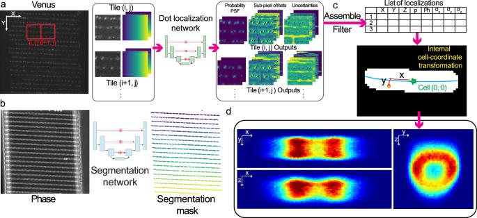 Three-dimensional localization and tracking of chromosomal loci throughout the Escherichia coli cell cycle