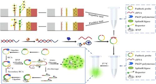 Highly Sensitive One-Pot Isothermal Assay Combining Rolling Circle Amplification and CRISPR/Cas12a for Aflatoxin B1 Detection