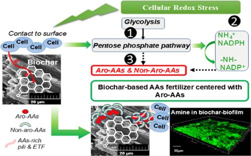 Waste Nitrogen Upcycling to Amino Acids during Anaerobic Fermentation on Biochar: An Active Strategy for Regulating Metabolic Reducing Power