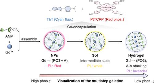 Phosphorescence-Based Visualization of the Dynamic Coordination-Driven Assembly in Gelation