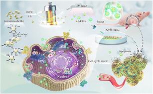 A new herbal extract carbon nanodot nanomedicine for anti-renal cell carcinoma through the PI3K/AKT signaling pathway†