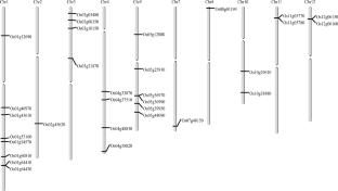 Identification and comparative genomics of OVATE family members from Gramineae uncovers sequence and structural diversity, evolutionary trends, and insights into functional features