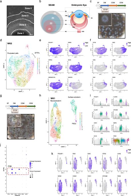 Single-cell transcriptomics reveals the molecular basis of human iPS cell differentiation into ectodermal ocular lineages