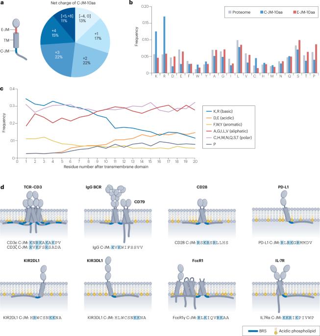 Charge-based immunoreceptor signalling in health and disease