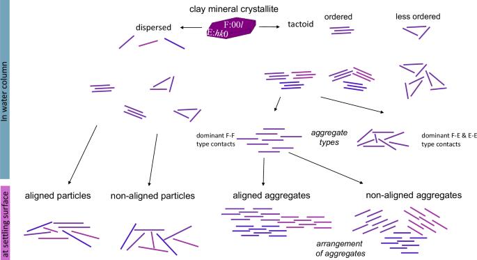 Clay alignment takes place during early stages of sedimentation