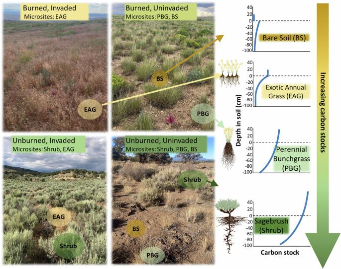 Annual grass invasions and wildfire deplete ecosystem carbon storage by >50% to resistant base levels