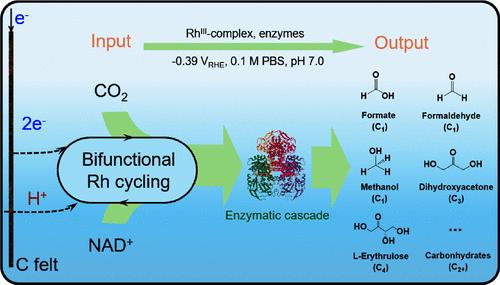 Bifunctional RhIII-Complex-Catalyzed CO2 Reduction and NADH Regeneration for Direct Bioelectrochemical Synthesis of C3 and C4