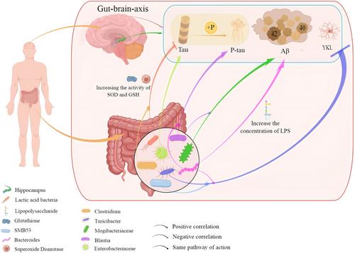 Prevention and Treatment of Alzheimer's Disease Via the Regulation of the Gut Microbiota With Traditional Chinese Medicine