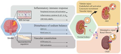 Stroke-Induced Renal Dysfunction: Underlying Mechanisms and Challenges of the Brain–Kidney Axis