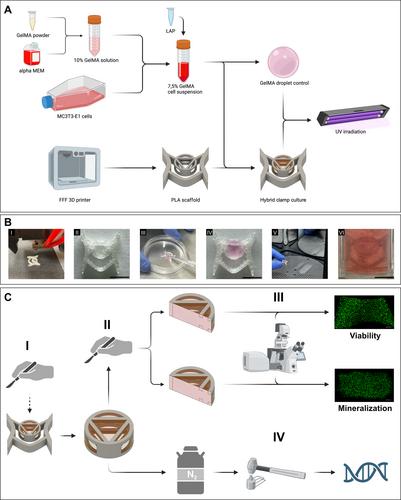 Additively Manufactured 3D Clamp-Culture System for the Investigation of Material-Cell Interactions in Multi-Material Hybrid Scaffolds for Musculoskeletal Tissue Defects