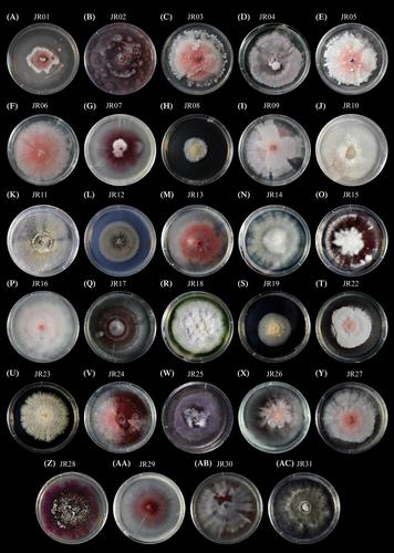 Molecular identification of Fusarium species in commercial vanilla and crop wild relatives in Colombia