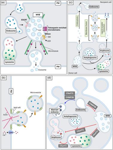 New perspectives of the role of skeletal muscle derived extracellular vesicles in the pathogenesis of amyotrophic lateral sclerosis: the ‘dying back’ hypothesis