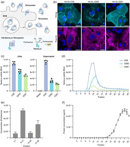 Hypoxia and TNF-alpha modulate extracellular vesicle release from human induced pluripotent stem cell-derived cardiomyocytes