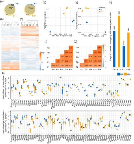 Efficient enzyme-free isolation of brain-derived extracellular vesicles