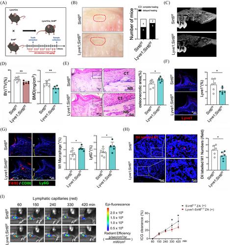 Targeting endoplasmic reticulum stress-induced lymphatic dysfunction for mitigating bisphosphonate-related osteonecrosis