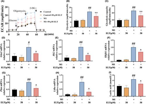 Esculetin rebalances M1/M2 macrophage polarization to treat sepsis-induced acute lung injury through regulating metabolic reprogramming