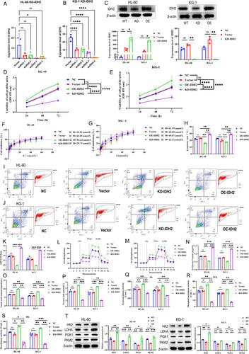 Isocitrate dehydrogenase 2 mutation promotes cytarabine resistance in acute myeloid leukemia by Warburg effect