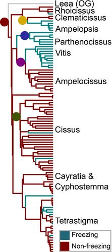 Transitions Into Freezing Environments Linked With Shifts in Phylogenetic Integration Between Vitaceae Leaf Traits