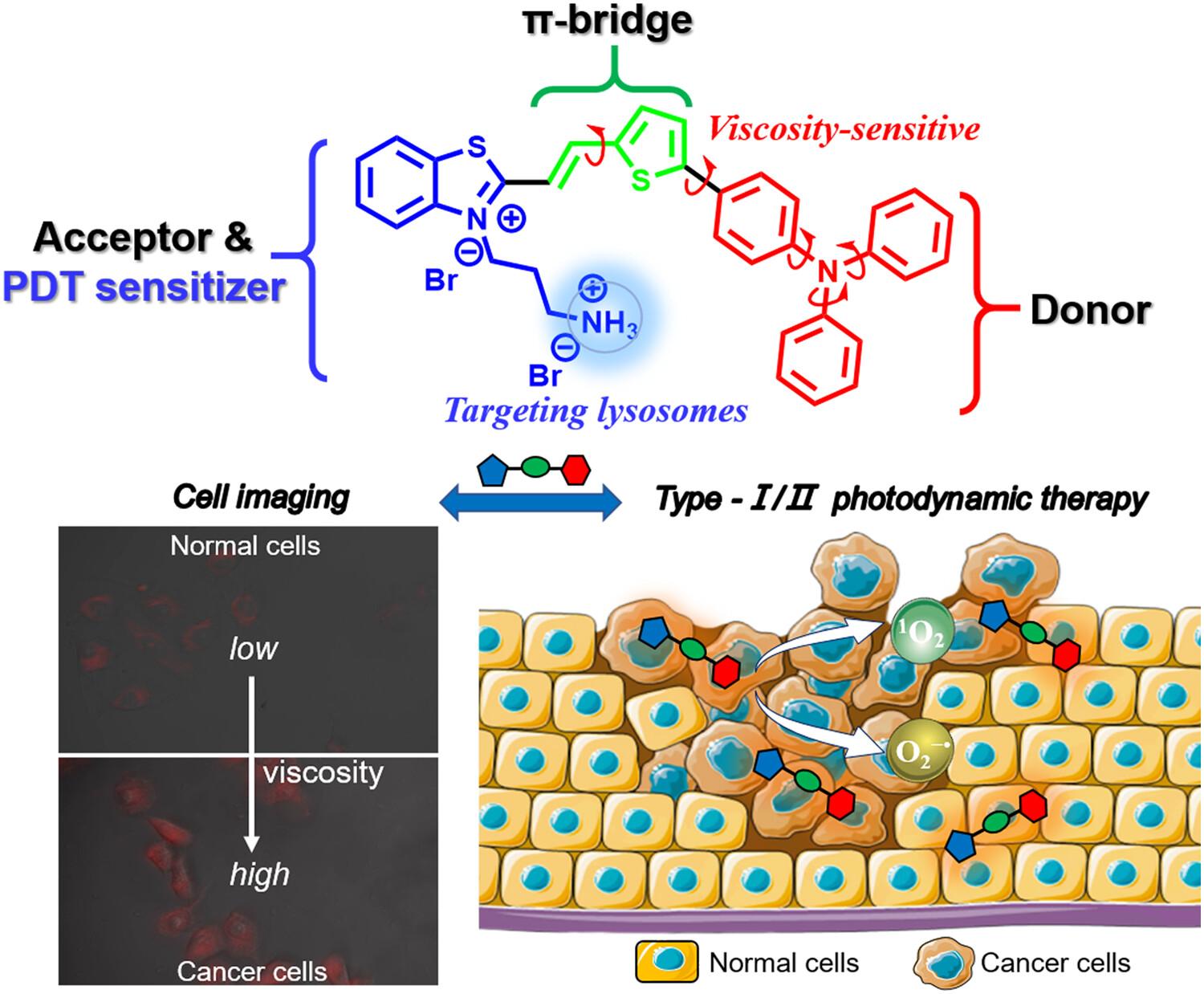 Lysosome-Targeted Bifunctional Fluorescent Probe and Type I/II Photosensitizer for Viscosity Imaging and Cancer Photodynamic Therapy