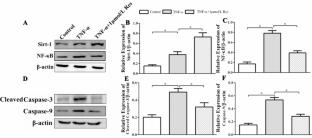 Resveratrol Enhances the Efficacy of Combined BM-MSCs Therapy for Rat Spinal Cord Injury via Modulation of the Sirt-1/NF-κB Signaling Pathway