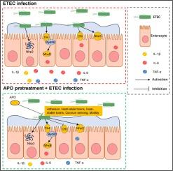 Andrographolide protects against the intestinal barrier dysfunction and inflammatory response through modulating ETEC virulence factors in a mouse model of diarrhea