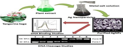 Facile bio-inspired fabrication of AgNPs from Salvia elegans leaf extract and determination of their cytotoxic DNA photocleavage potential