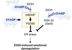 BDNF-mediated regulation of GSK-3β and PSD95 phosphorylation in anti-depressive effects of Capsosiphon fulvescens glycoproteins against chronic alcohol exposure