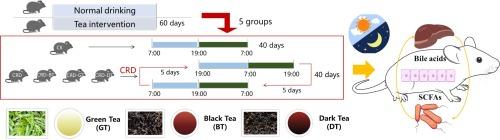 Tea intervention ameliorated metabolic dysfunction caused by circadian rhythm disorders via gut microbiota-bile acid-FXR axis