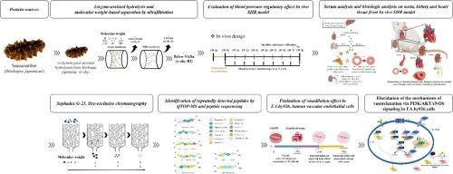 Potential blood pressure regulatory effect of low molecular weight α-chymotrypsin extract and its peptides from Stichopus japonicus: Peptide-ACE interaction study via in silico molecular docking