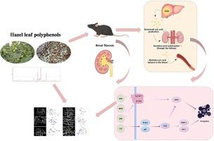 Hazel leaf polyphenols ameliorate hyperuricemia-induced renal fibrosis through regulating uric acid metabolism and inhibiting ferroptosis via the Nrf2/GPX4 signaling axis